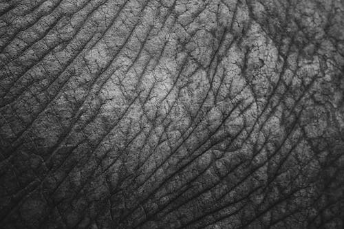 Black and White Photograph of Elephant Skin