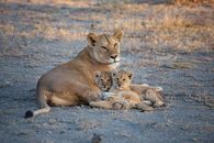 Brown Lioness on Brown Field