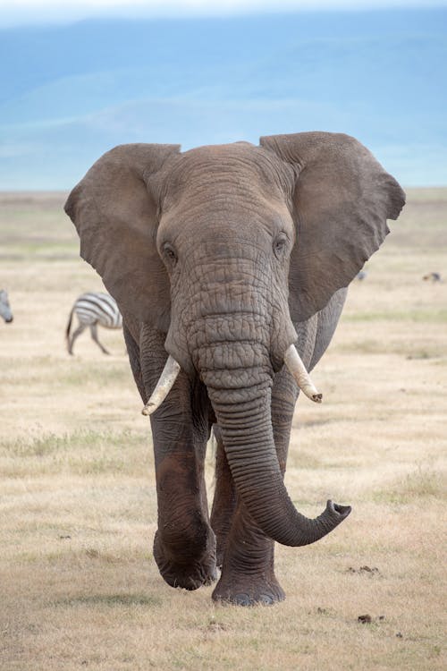 An Elephant Walking on a Grass Field