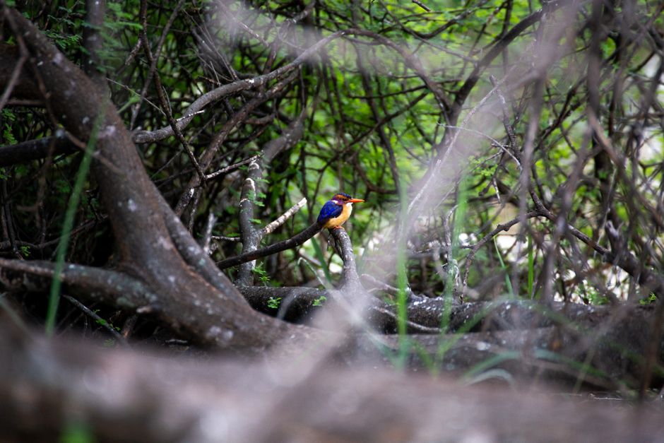 A vibrant African Pygmy Kingfisher perched on a branch in dense tropical foliage