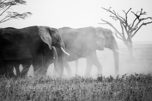 Grayscale Photo of Elephant Walking on Grass Field