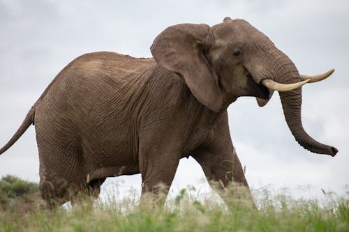 Elephant on Green Grass Field