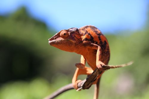 Free Close-up of a chameleon perched on a twig in the wild, showcasing vibrant colors and textures. Stock Photo