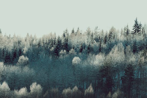 Evergreen trees covered with snow in woods