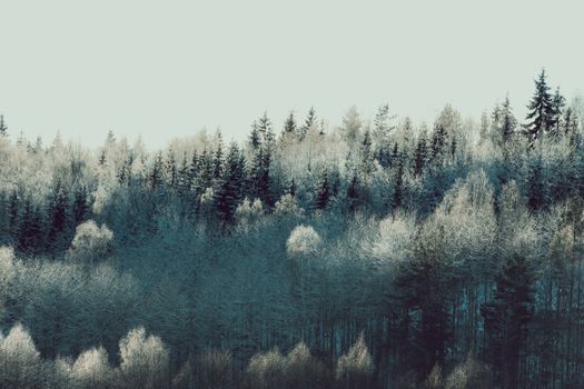 High coniferous trees with branches in hoarfrost growing in dense woodland in winter day