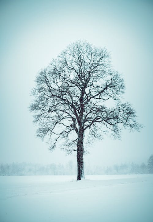 A Tree in Winter