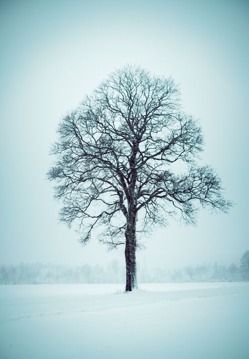 Free A lone tree stands leafless amidst a snowy winter scene, showcasing nature's serene beauty. Stock Photo