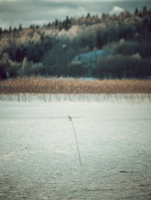 Single Rush on Frozen Lake