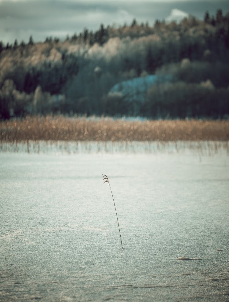 Single Rush On Frozen Lake