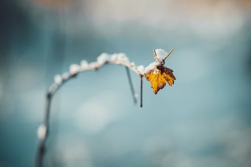 Dry branch covered with snow in nature