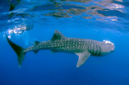 
A Whale Shark Underwater