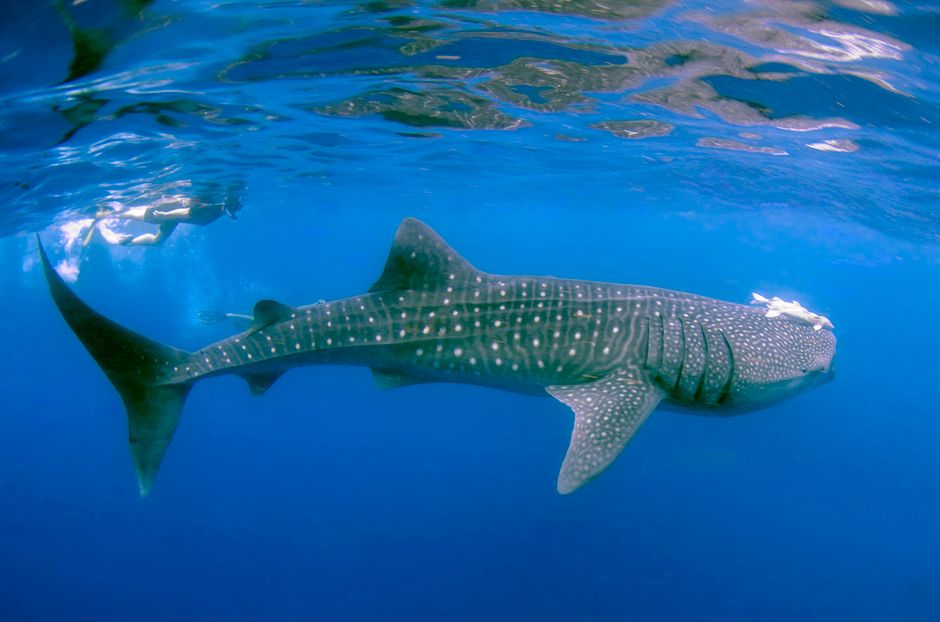 Mola Mola