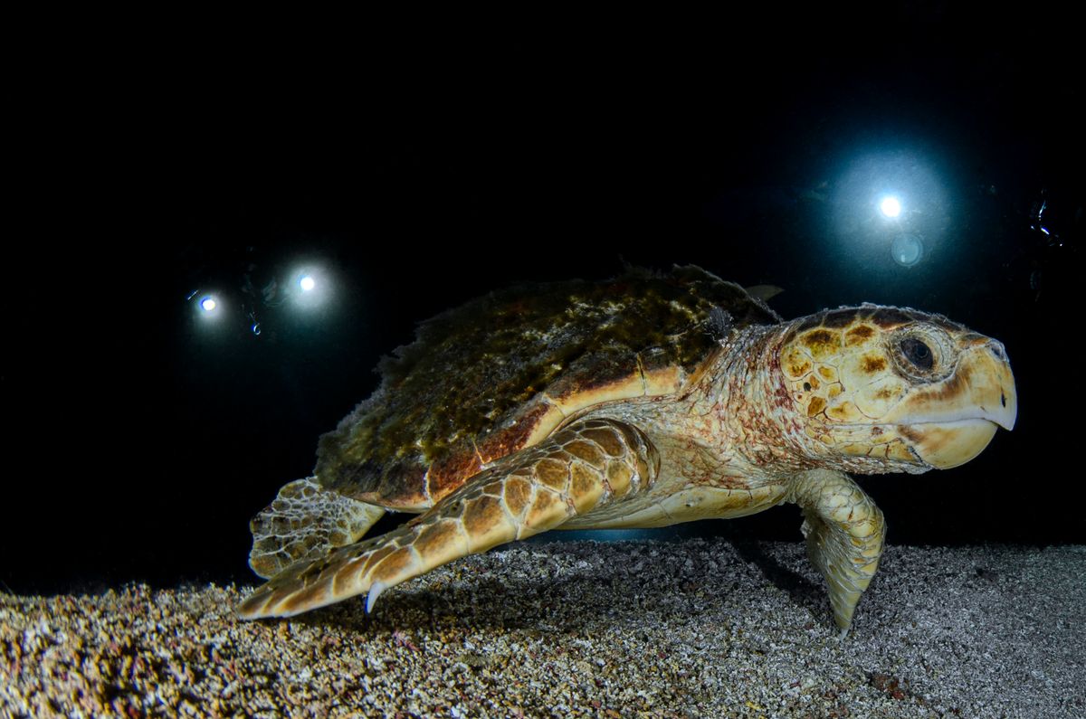 Sea turtle lit by dive lights during a night dive