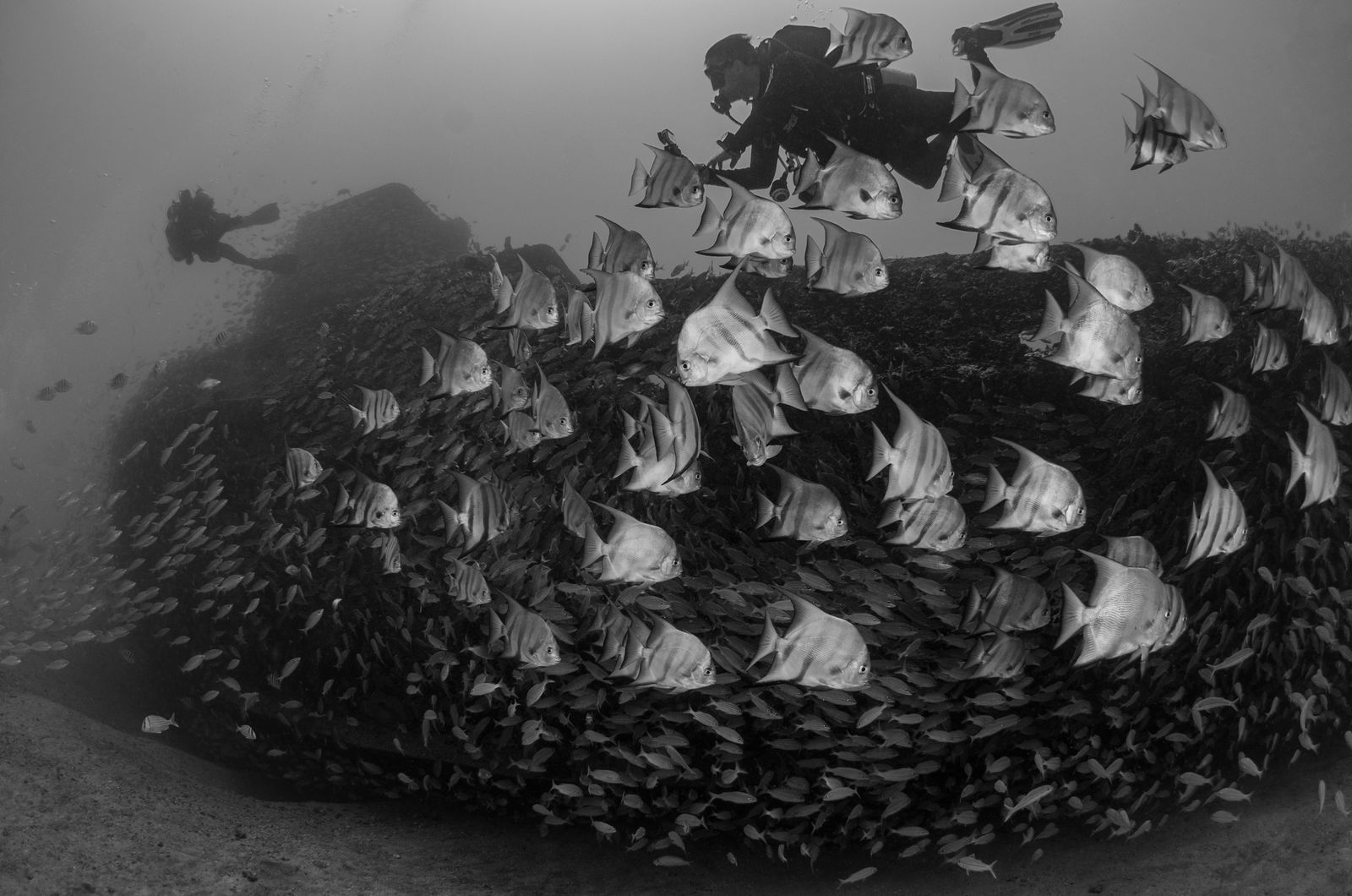 Buceador junto a un gran banco de peces y un arrecife de Komodo.