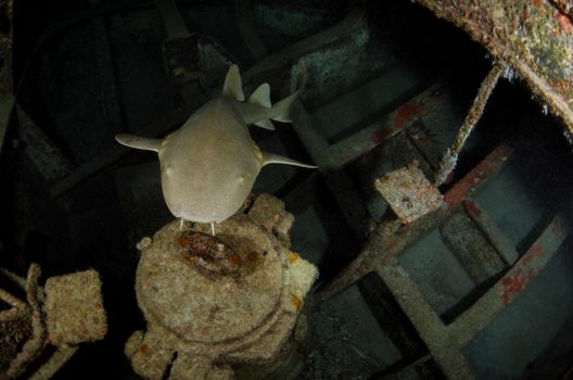 Captivating view of a shark inside a shipwreck, showcasing underwater exploration.