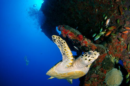 Ücretsiz deniz hayatı, hayvan fotoğrafçılığı, kaplumbağa içeren Ücretsiz stok fotoğraf Stok Fotoğraflar