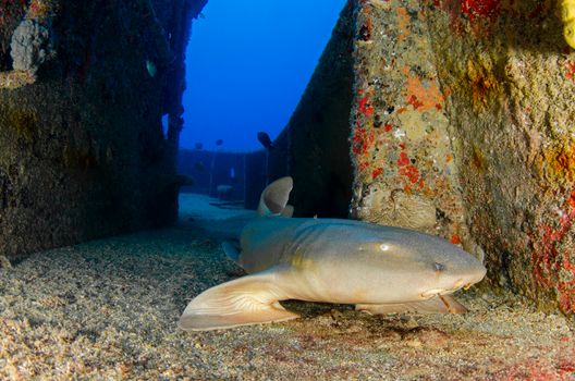 A nurse shark lies close-up in an underwater shipwreck, surrounded by marine life and vibrant colors.