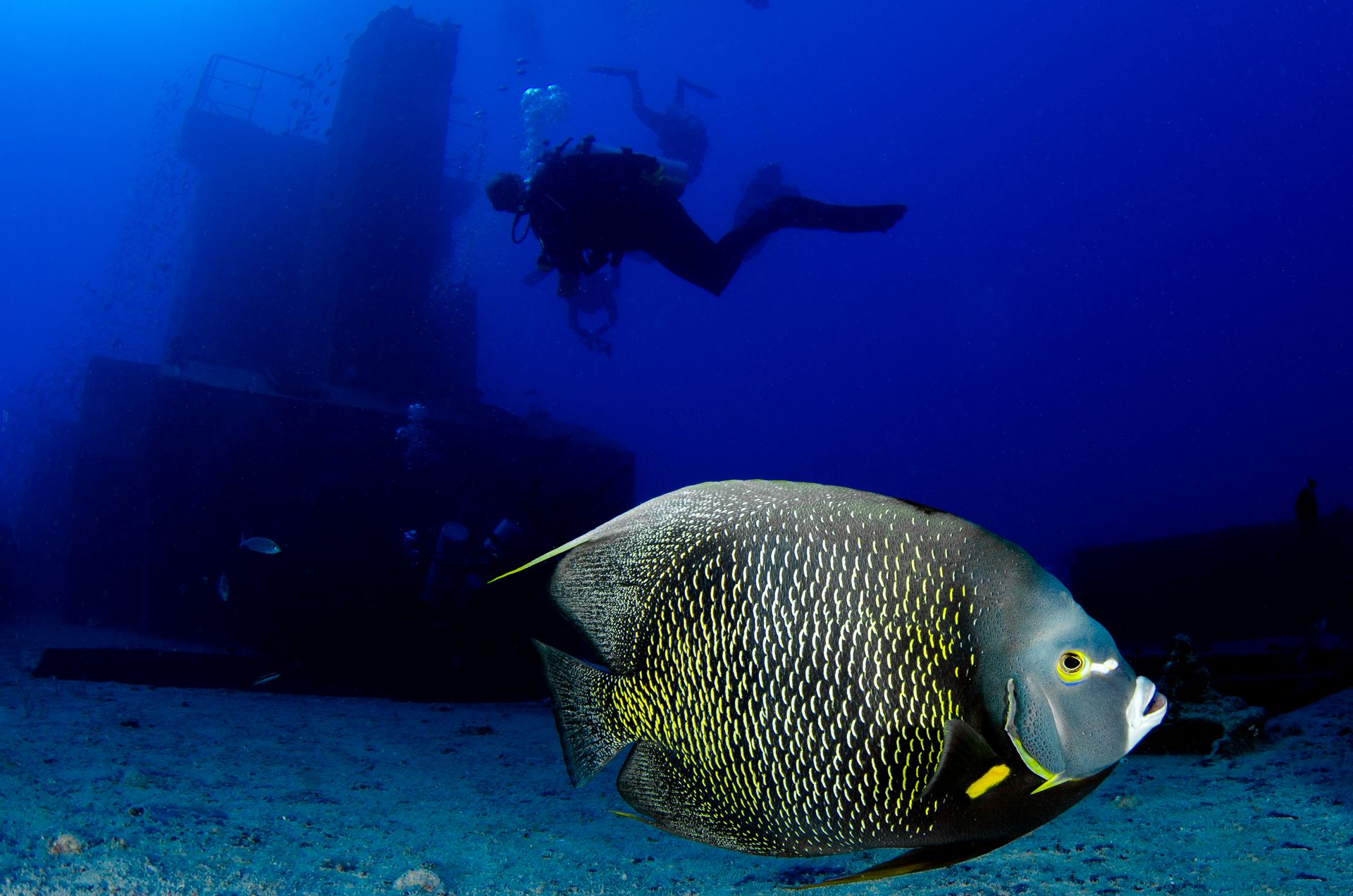 Vibrant French Angelfish swims in clear blue water alongside a diver, showcasing marine life.