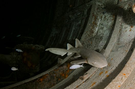 Shark swimming inside a shipwreck, surrounded by fish in an underwater scene.