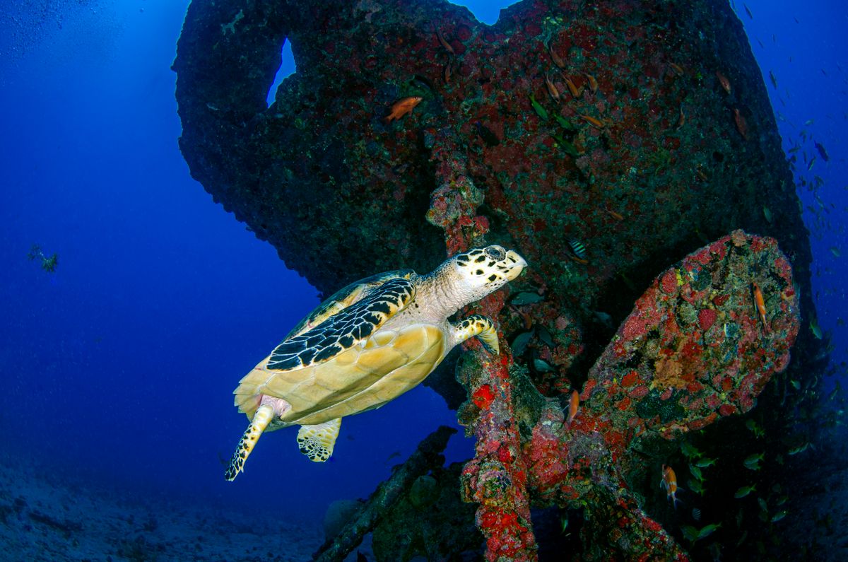 A hawksbill turtle working a sponge patch on the Blue Diamond's encrusted propeller housing, the wreck's hull dropping into deep blue behind it.