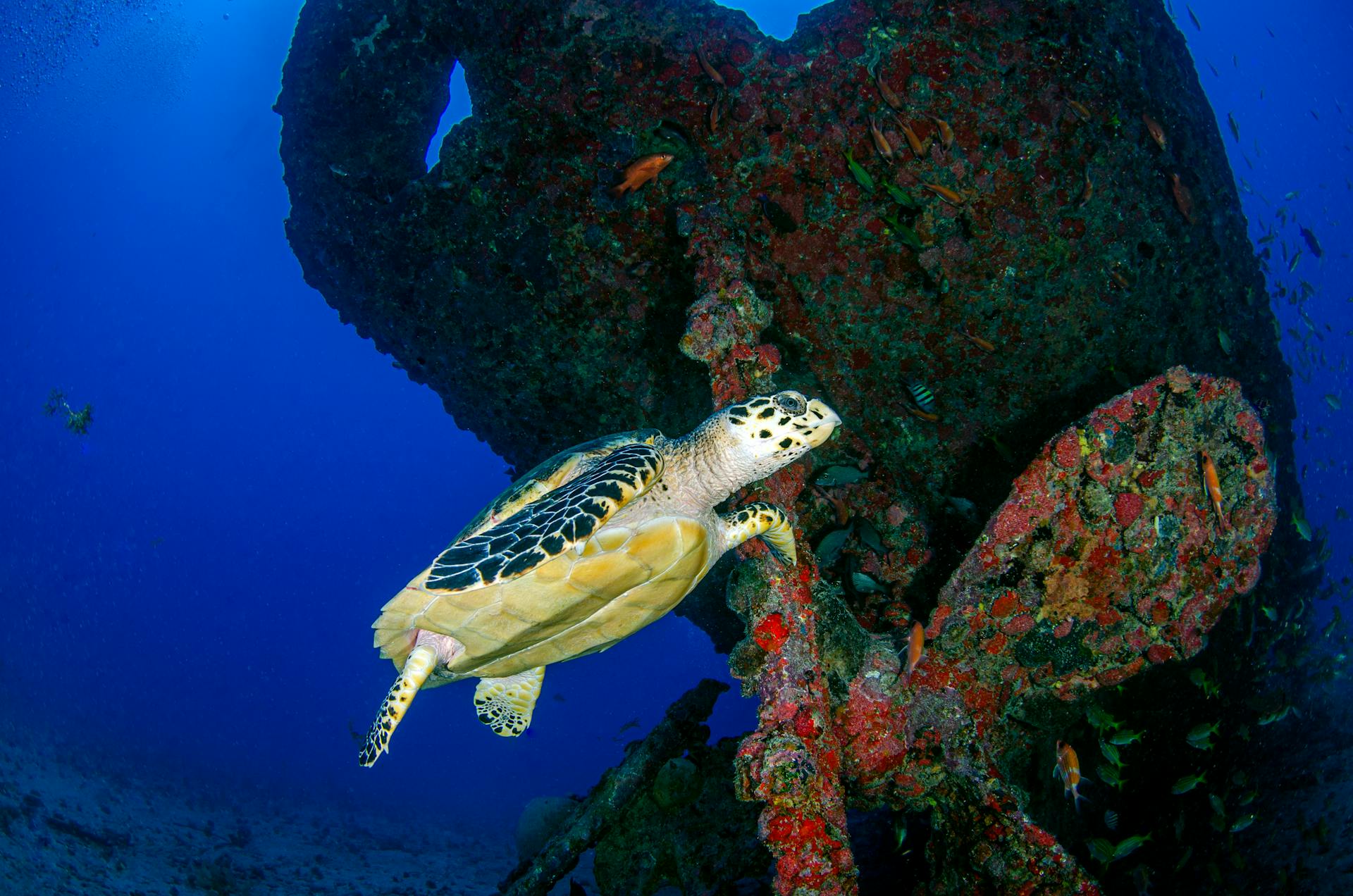 A vibrant hawksbill sea turtle explores a colorful shipwreck on the ocean floor.