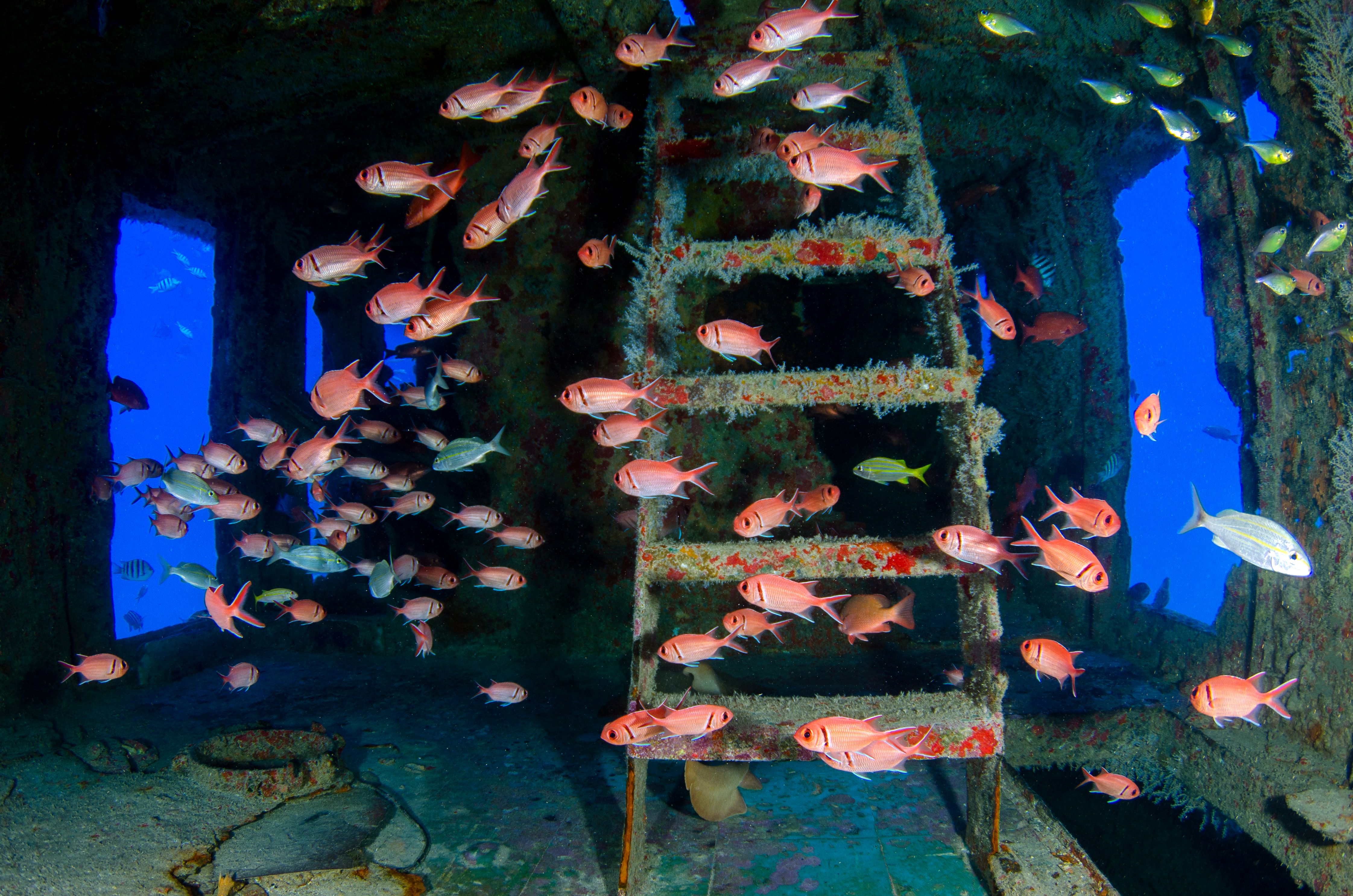 Dive Schools and Operators — The Bahamas travel guide photo