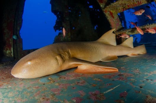A serene nurse shark resting inside a colorful shipwreck, surrounded by tropical fish.