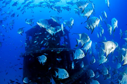 Безкоштовне стокове фото на тему «атлантична риба-риба, зграя риб, Корабельна аварія»