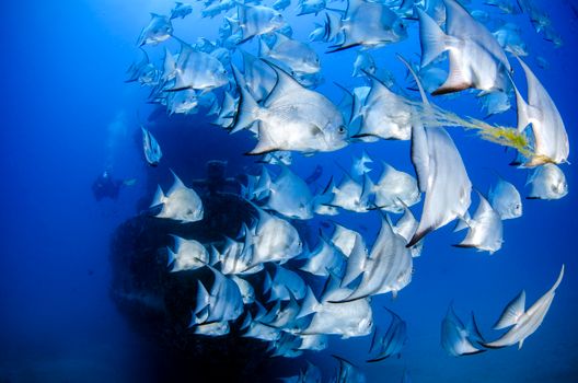 Explore the stunning underwater world with a school of fish and divers in crystal clear waters.