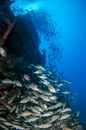 School of Fish in Water