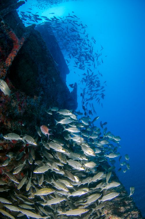 Free A vibrant school of fish swimming around an underwater structure in the deep blue ocean. Stock Photo