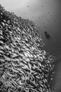 Black and White Fish on Water