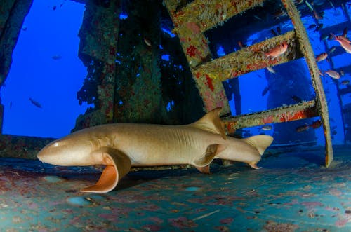 Free 
A Shark inside a Sunken Ship Stock Photo