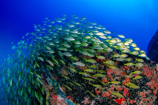 A mesmerizing school of fish swimming over a colorful coral reef in a bright blue ocean scene.