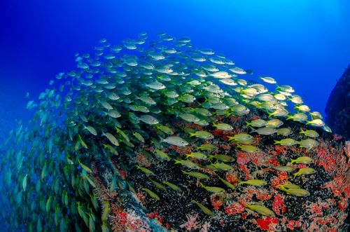 Free A mesmerizing school of fish swimming over a colorful coral reef in a bright blue ocean scene. Stock Photo