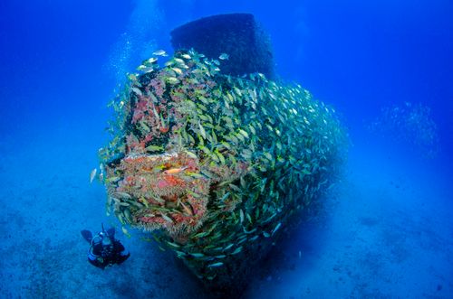 Free Explore the beauty of marine life with a diver near a vibrant shipwreck and school of fish. Stock Photo