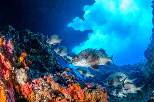 Безкоштовне стокове фото на тему «знизу, корали, кораловий риф»