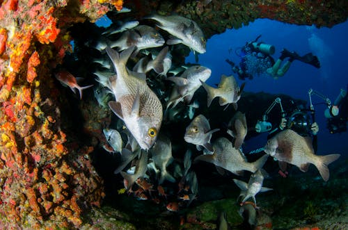 Divers Near a School of Fish