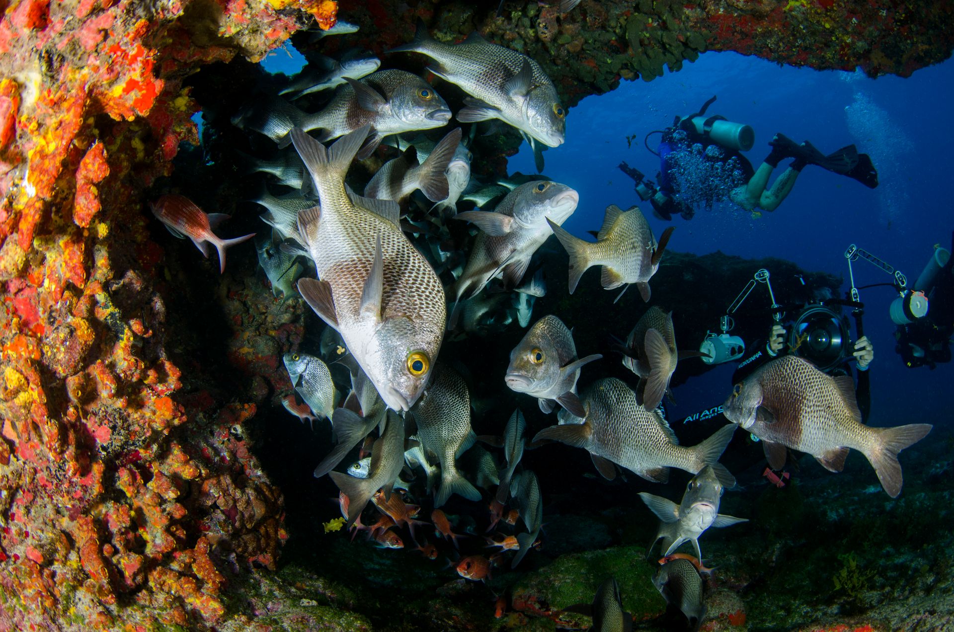Divers Near a School of Fish