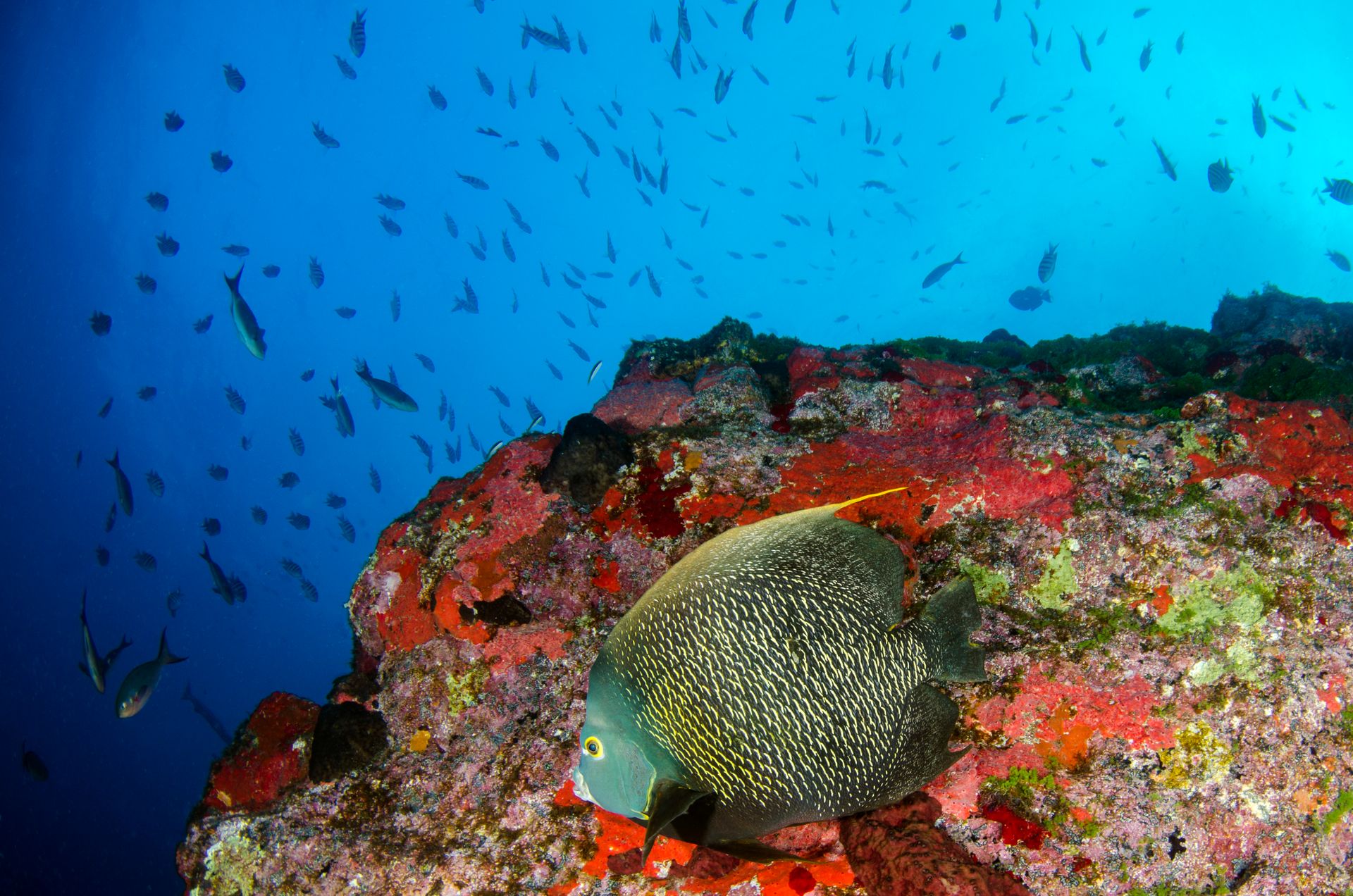 Colorful coral reef with a French Angelfish and diverse marine life underwater.