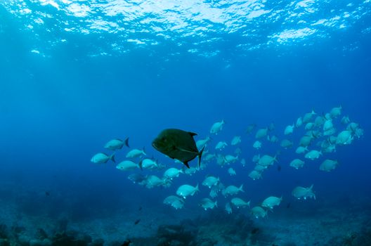 A captivating underwater scene showing a school of black trevally fish swimming in the ocean's blue depths.