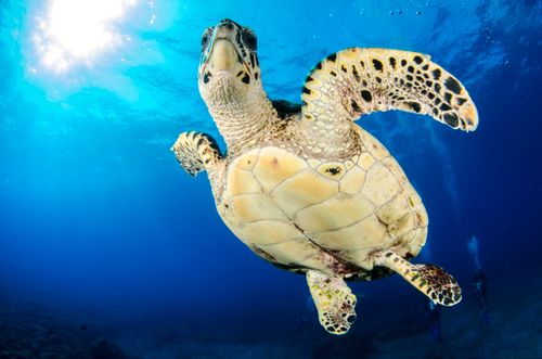 Free Close-up of a hawksbill sea turtle gliding underwater in a vibrant blue ocean. Stock Photo