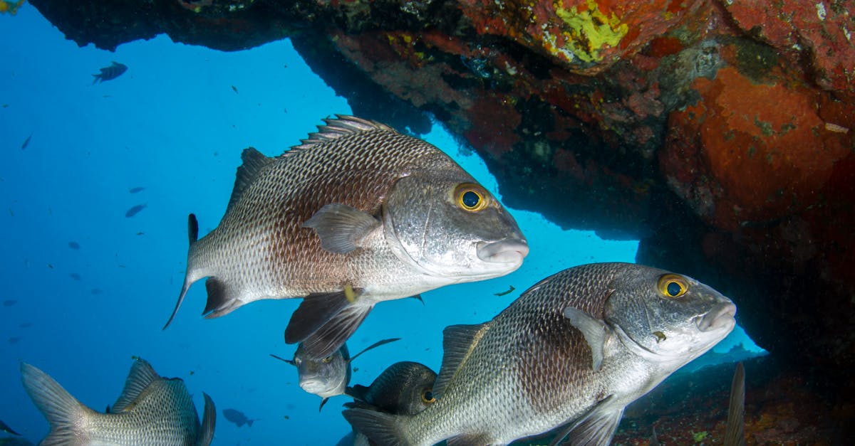 A Close-Up Shot of a Snappers · Free Stock Photo