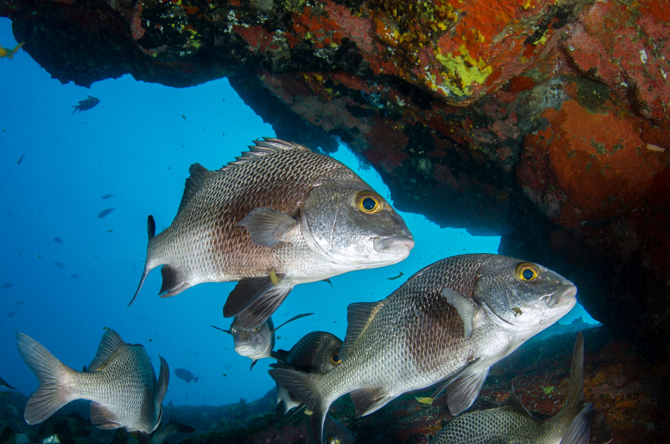 A Close-Up Shot of a Snappers · Free Stock Photo