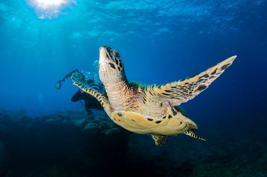 Captivating image of a sea turtle gliding underwater alongside a diver capturing the serene marine environment.