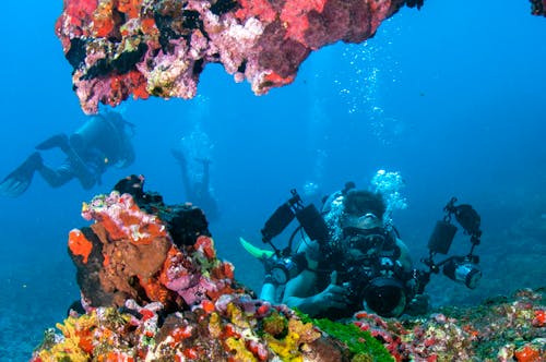 Gratis Fotos de stock gratuitas de arrecife de coral, bajo el agua, buceadores Foto de stock