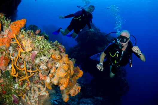 Divers swimming through colorful coral reefs, showcasing marine life vibrancy.