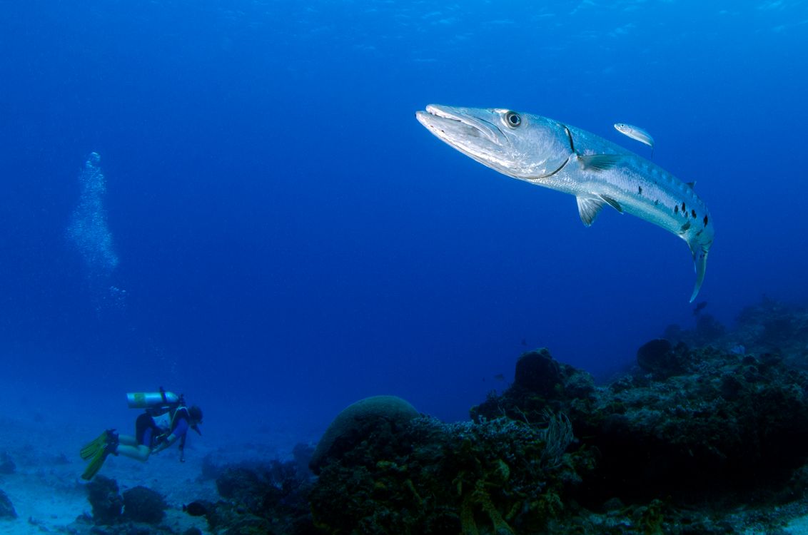 A Close Up Shot Of A Great Barracuda Free Stock Photo a-close-up-shot-of-a-great-barracuda-free-stock-photo