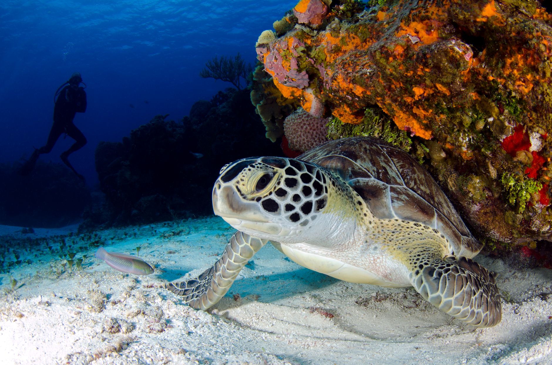 Close-up of a sea turtle resting on the ocean floor with a diver in the background.