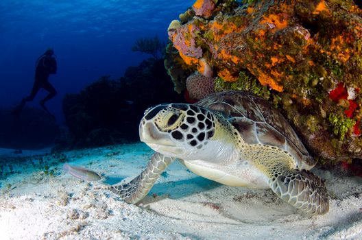 Close-up of a sea turtle resting on the ocean floor with a diver in the background.